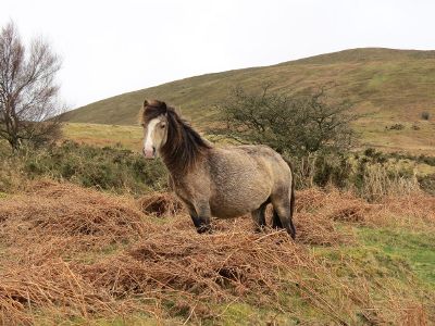 horse standing in pasture