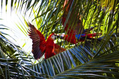 parrots in the trees