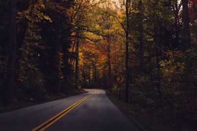 road in a forest