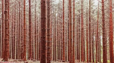 redwood forest