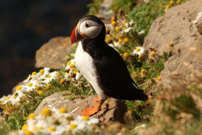 puffin on rocks