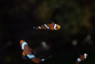 swimming clownfish