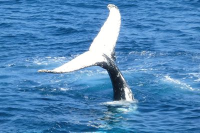 whale tail above the water