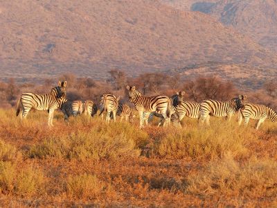 a group of zebras