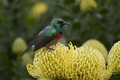 a bird on the flower