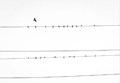 birds on lines
