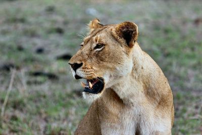 lion with mouth open