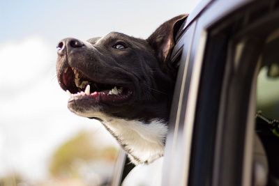 dog riding in a car