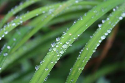 dew on the grass