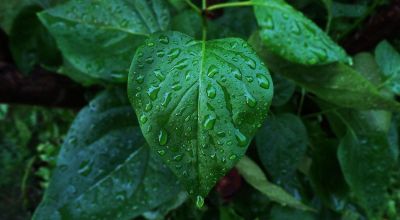 dew on leaves