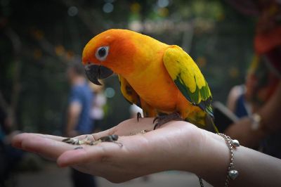 parrot on the hand