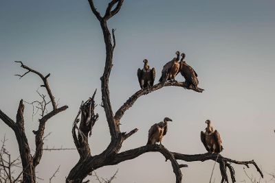 vultures on a tree