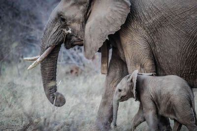 mother elephant and calf