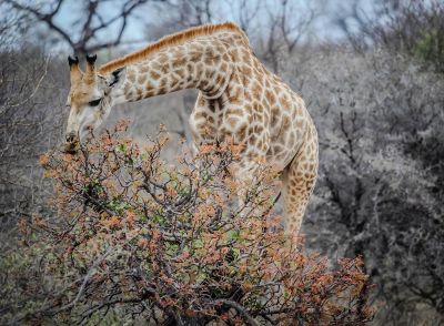 giraffe eating from a bush