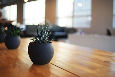 flowers pot in the table