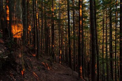 sunset in the redwood forest