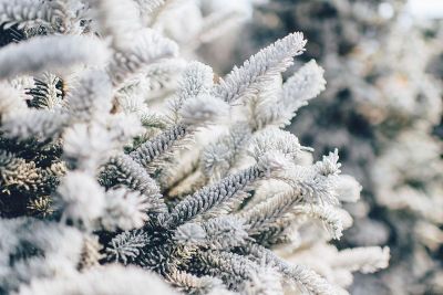 frosty pine tree