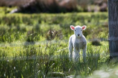 baby sheep in the grass