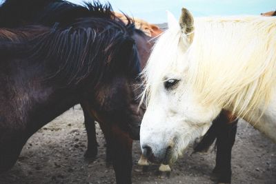 bay and white horses