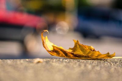 leaf on the ground