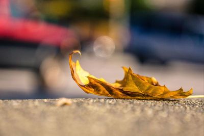 leaf on the ground