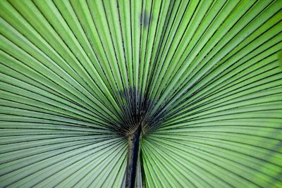 palm leaf