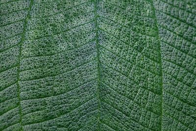 closeup image of leaf