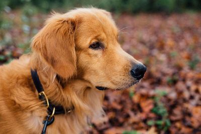 brown doggy