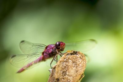 purple dragaonfly