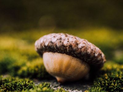 fallen acorn resting on moss