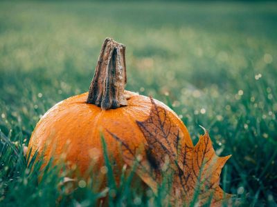 pumpkin in grass