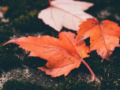 orange leaves of autumn on moss