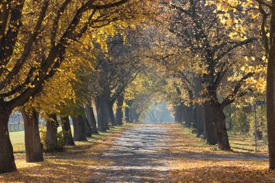 road with both sides tree