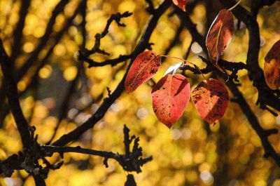 autumn tree leaves