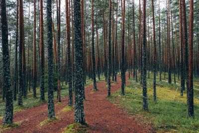 forrest walk