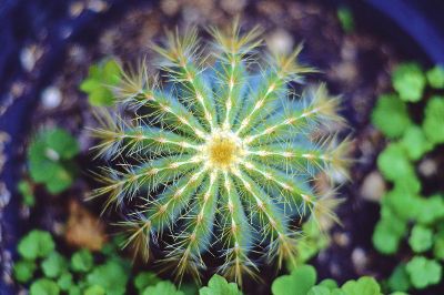 close up of cactus