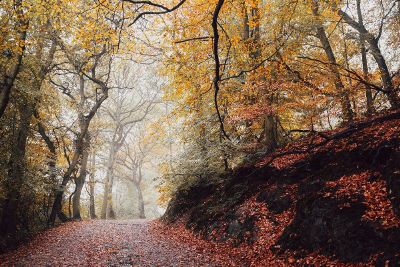 a road in the fall