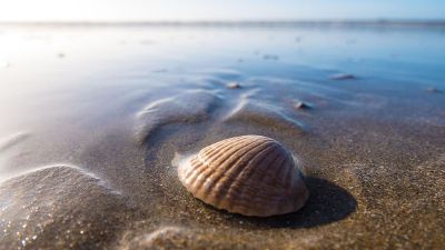 seashell on sandy beach