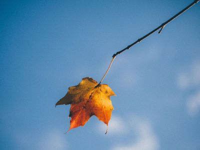 dry leaf