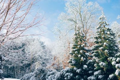 snowy jungle