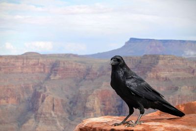 mountain raven