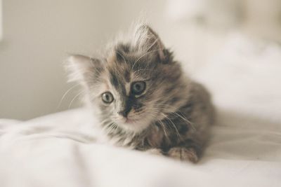 fluffy kitten