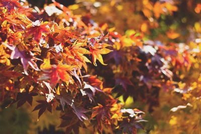 golden fall leaves