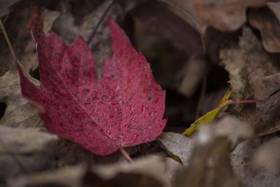 red leaf among brown leaves