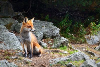 lone fox