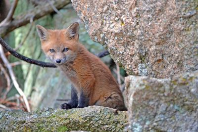 fox in a tree