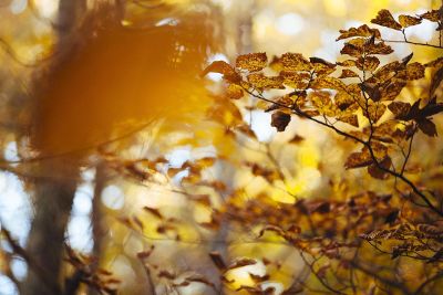 leaves on a tree over water