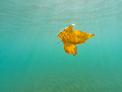 leaf floating in water