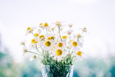 vase of daisies