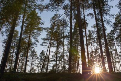 forrest sunset